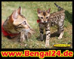 "Al Janna" Bengalkatzen