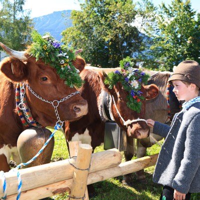 Viehscheid im Allgäu: Pfronten feiert den Ausklang des Alpsommers