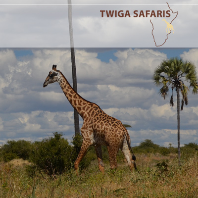 Tansania Safaris - Erleben Sie die Wunder der Natur