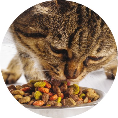 Erforschung der Geschmackssensorik bei Katzen - Strategische Partnerschaft zwischen BRAIN und DIANA Pet Food