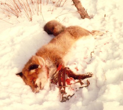 Jagdverordnung Hessen - Jäger glänzen durch Inkompetenz