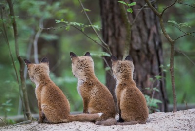 Jagdreform Hessen: Neues Bündnis fordert mehr Tierschutz