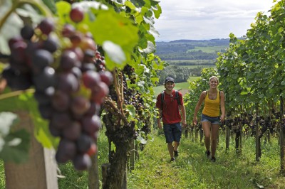 Neuer Weinweg in Weinfelden