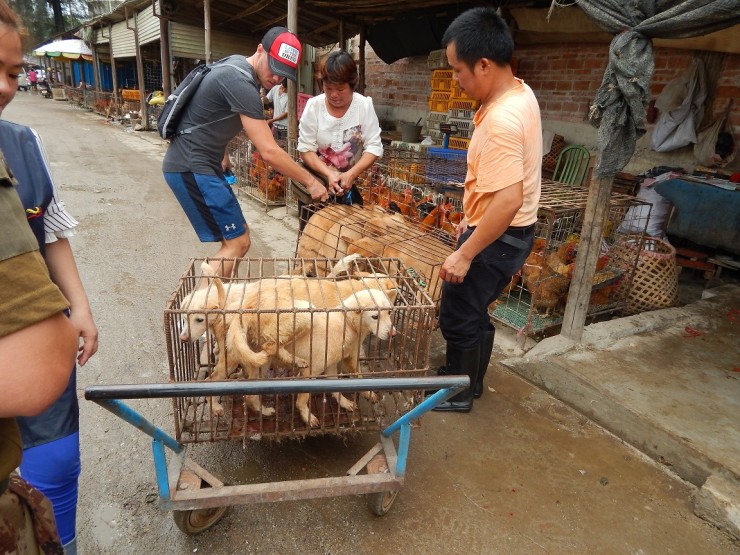Werden in China wirklich Hunde und Katzen gegessen? Zwei TierschÃ¼tzer aus SÃ¼ddeutschland suchten und fanden in der TierhÃ¶lle von Guangxi Antworten