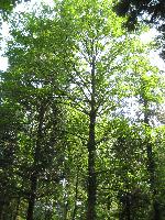 Originell trifft ökologisch:  Baumpatenschaften als Präsent zu besonderen Anlässen