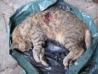 Der Jagd ein Gesicht geben - Über 200.000 Katzen und Hunde werden von Freizeitjägern getötet