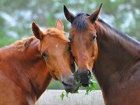 Die Uelzener Pferdehaftpflicht sichert Pferd und Reiter ab
