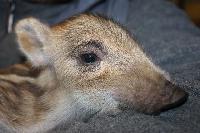 Wildtierschutz Deutschland: Verwaiste Wildschweinbabies mit neuem Zuhause