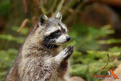 Tierschutz - Die Jagd hat ein Image-Problem