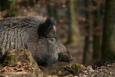 Tierschutzorganisationen fordern Aufklärung: Tierschutzwidrige Jagd auf Wildschweine in Rheinland-Pfalz