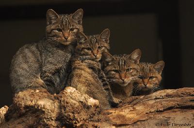 Wildkatzen durch die Jagd gefährdet