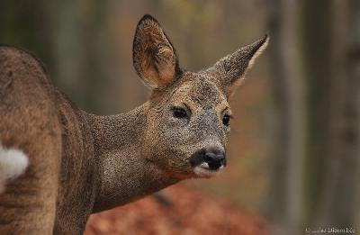 Ist Jagd ein Kulturgut oder doch nur Öffentlichkeitstäuschung