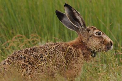 Ziel verfehlt: Die Jagd verfehlt den gesetzlichen Auftrag zur Hege