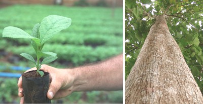 Hausbesuch bei Life Forestry Costa Rica und Ecuador