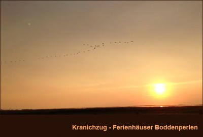 Kraniche am Bodden beobachten