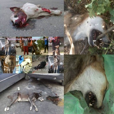 Hundemassaker in Rumänien