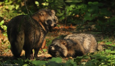 Waschbär - Jagd hat vollkommen versagt