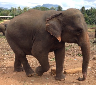 Elefanten-Coaching: Mit sanften Riesen gegen Stress