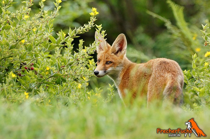 Die Jagdsaison hat begonnen: 40.000 Füchse in Rheinland-Pfalz