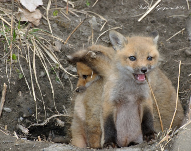 Wildtierschutz Deutschland kritisiert geplantes Fuchsmassaker in Euskirchen