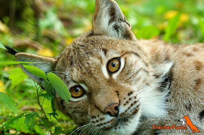 Luchs im Harz: Jäger sehen ihre Beute gefährdet