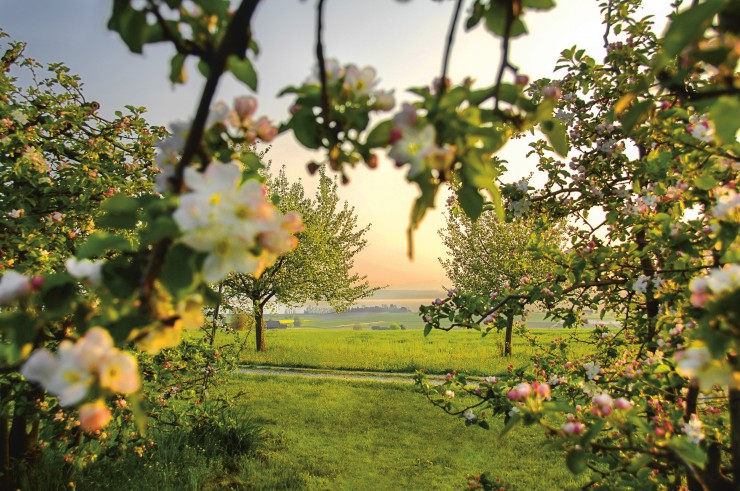 Schweizer Bodensee im Blütenrausch