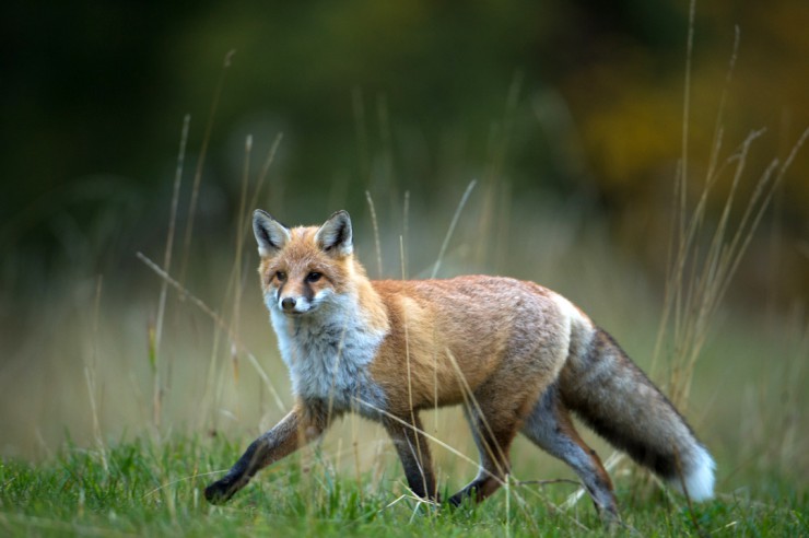Wildtierschutz Deutschland fordert die Einstellung der Fuchsjagd