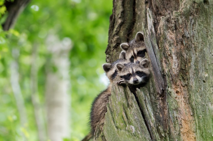 Waschbären - erfolgreiche Einbürgerung, nutzlose Jagd