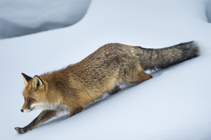 Luxemburg Vorbild in Sachen Wildtierschutz: Fuchsjagdverbot verlängert