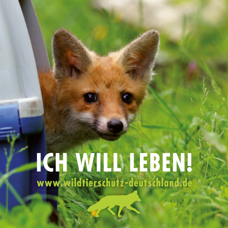 Online-Petition gegen Fuchsjagd im Landkreis Gießen