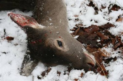 Das Wild leidet still und verludert in der Dickung