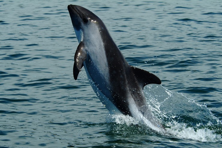 Bedrohter Vaquita-Schweinswal bei Gefangennahme verstorben - Tierschützer fordern Stopp der Rettungsaktion