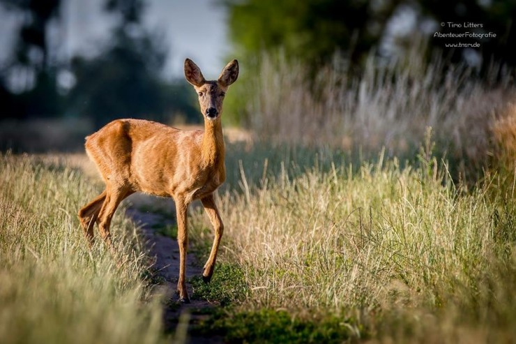 Schuss und tot - räumen Sie auf mit den Klischees rund um die Jagd