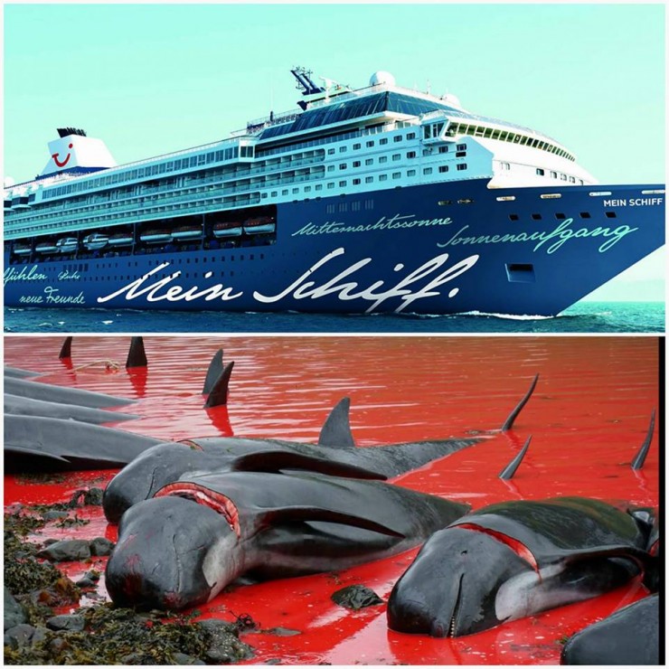 TUI Cruises distanziert sich vom Walfang und stoppt vorübergehend Anlandungen auf den Färöer-Inseln