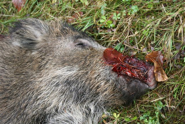 Die Afrikanische Schweinepest kommt zuerst nach Mecklenburg-Vorpommern