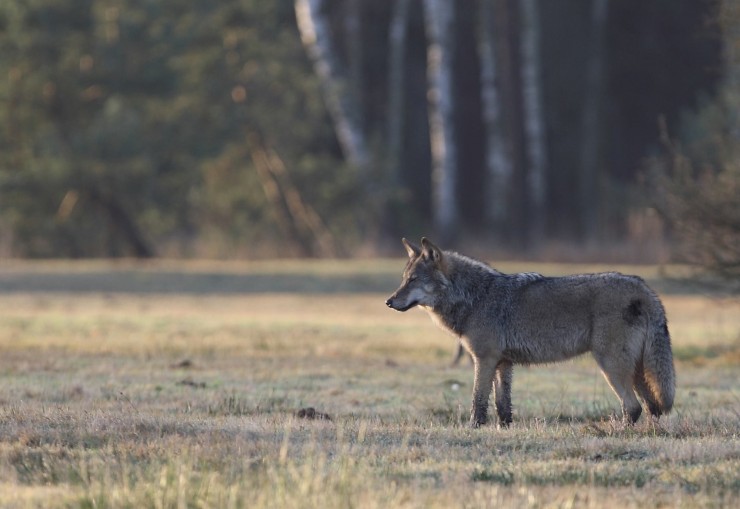 Mehr Wölfe - weniger Rehe?