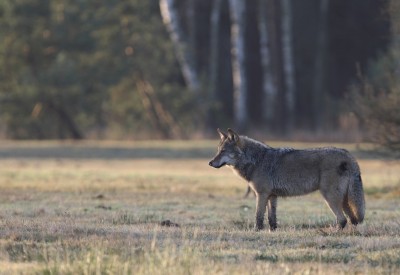 Mehr Wölfe - weniger Rehe?