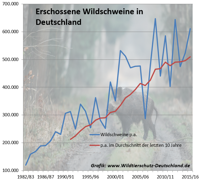 Keine Schonzeit für Wildschweine: Landwirtschaftminister verschwenden Steuermillionen und öffnen das Tor zu noch mehr Tierquälerei