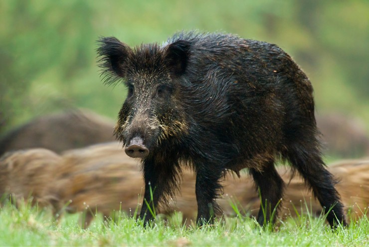 Afrikanische Schweinepest rechtfertigt keine tierschutzwidrigen Maßnahmen gegen Wildschweine