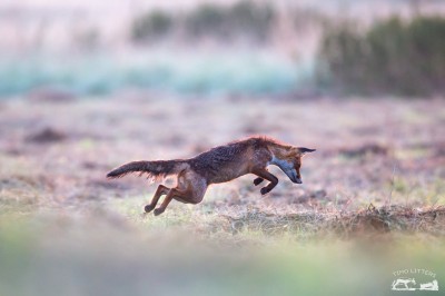 Luxemburg verlängert Jagdverbot auf Füchse