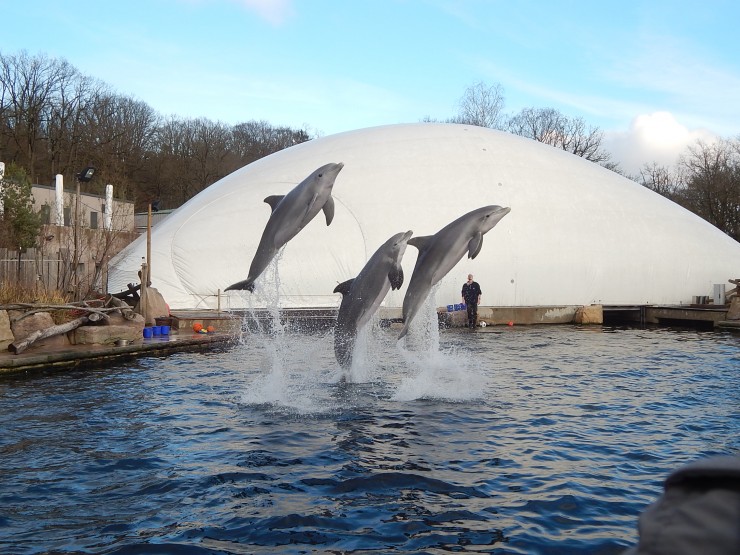Tierschutzorganisation kritisiert Tiergarten Nürnberg wegen geschönter Besucherzahlen und fordert Beendigung der Delfinhaltung