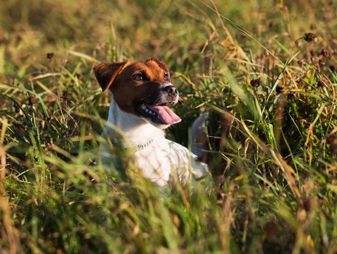 Das richtige Futter für meinen Hund.