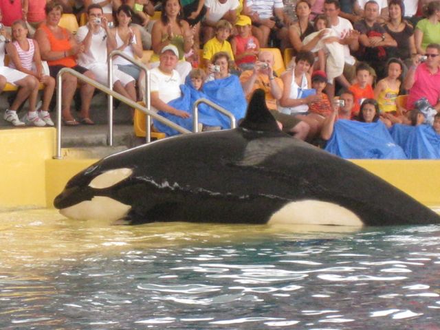 Thomas Cook streicht Loro Parque und SeaWorld - andere Reiseveranstalter uneinig