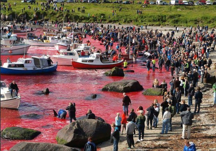 Walfang auf den Färöer-Inseln floriert