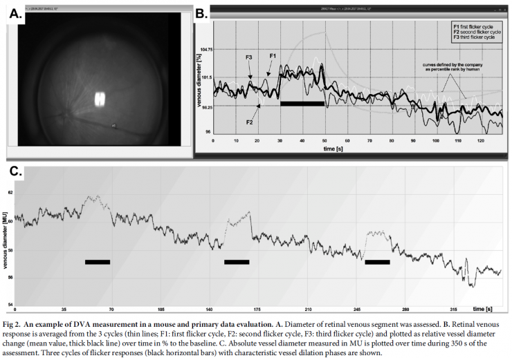 Retinale Gefäßanalyse - erstmals auch an der Maus