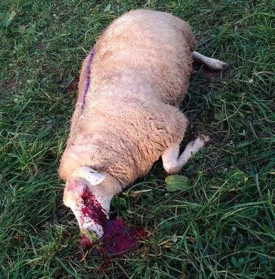 Gesundes Schaf: gestern geimpft, heute tot! Warum?