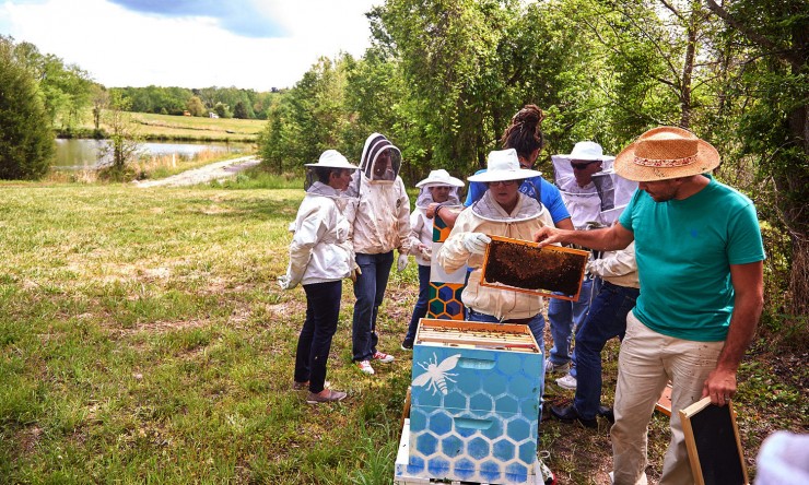 SAS schützt Bienen mit Advanced Analytics und Machine Learning vor dem Aussterben