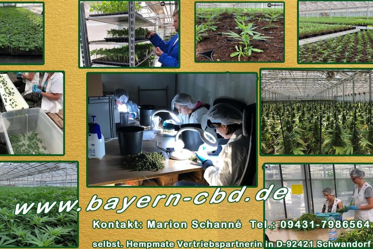 CBD Oel in Schwandorf kaufen