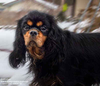 Cavalier King Charles Spaniel Krankheiten