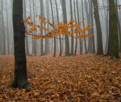 Die vermeintliche Energiewende bedroht den bundesdeutschen Wald